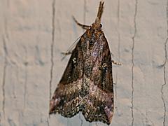 California Bomolocha